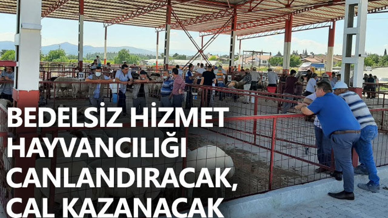 Bedelsiz Hizmet Hayvancılığı Canlandıracak, Çal Kazanacak