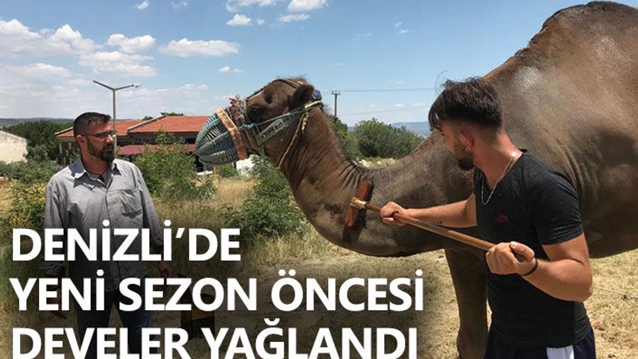 Denizli’de Yeni Sezon Öncesi Develer Yağlandı