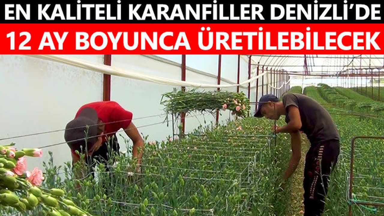 En Kaliteli Karanfiller Denizli’de 12 Ay Boyunca Üretilebilecek