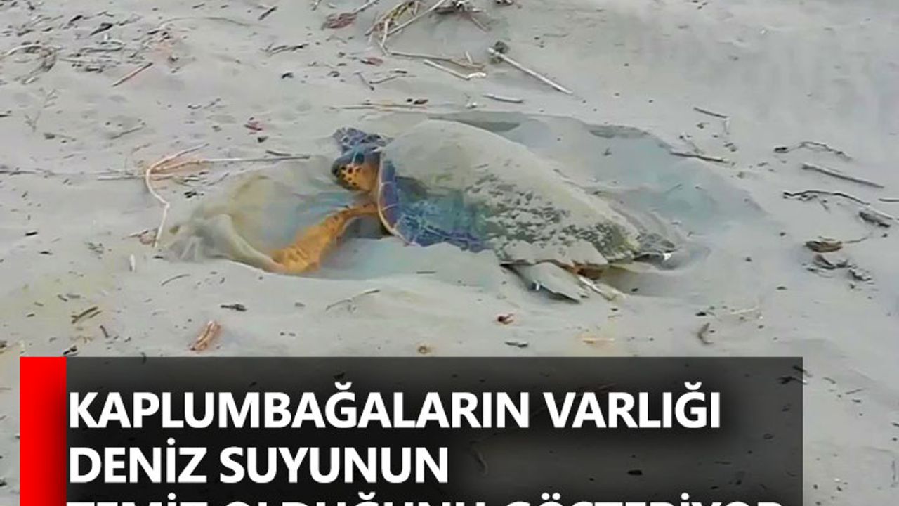 Kaplumbağaların varlığı deniz suyunun temiz olduğunu gösteriyor