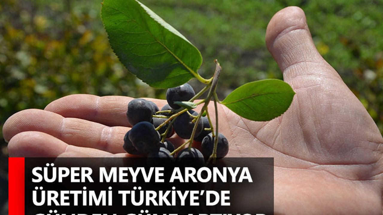 Süper meyve aronya üretimi Türkiye’de günden güne artıyor