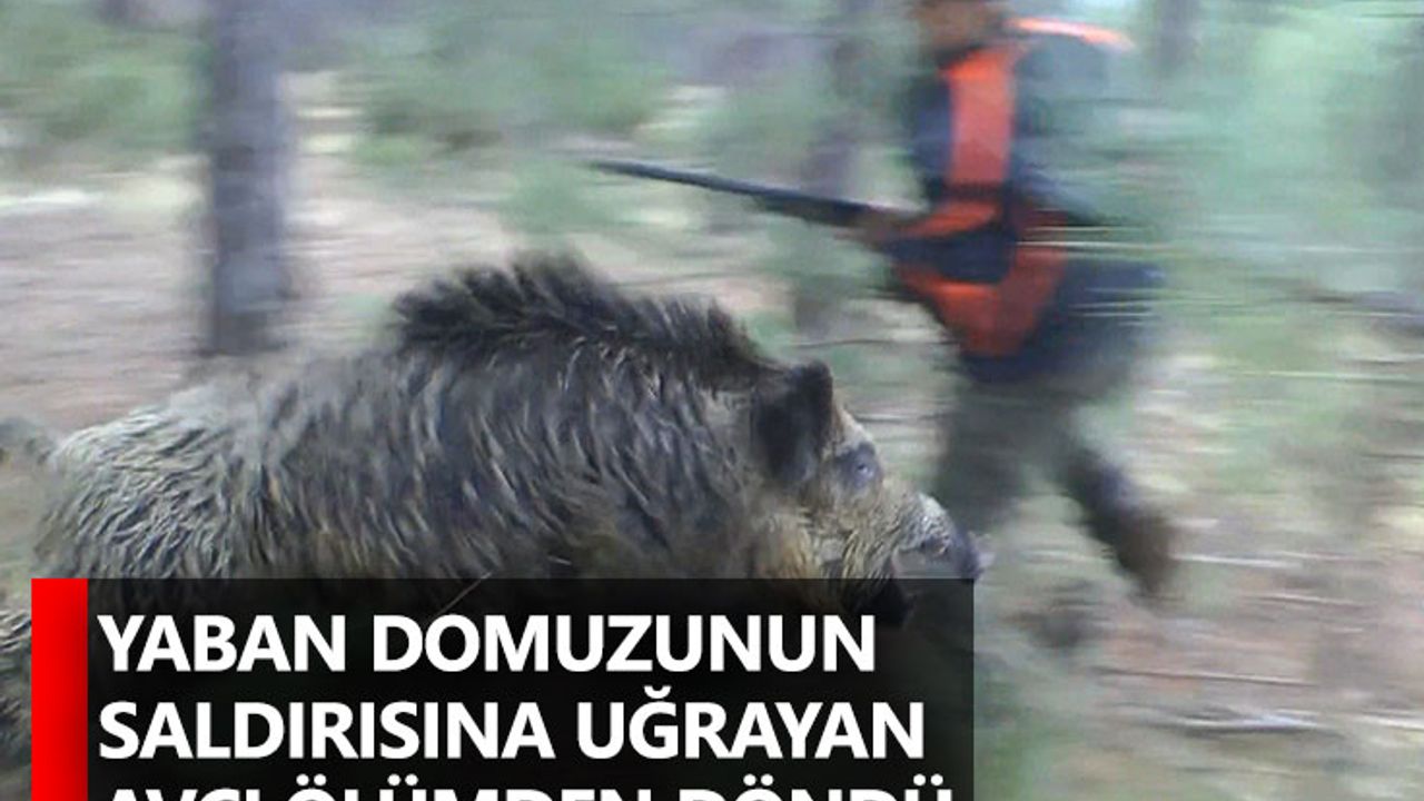 Yaban domuzunun saldırısına uğrayan avcı ölümden döndü