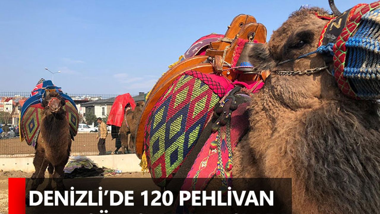 Denizli’de 120 pehlivan deve güreşmeye başladı