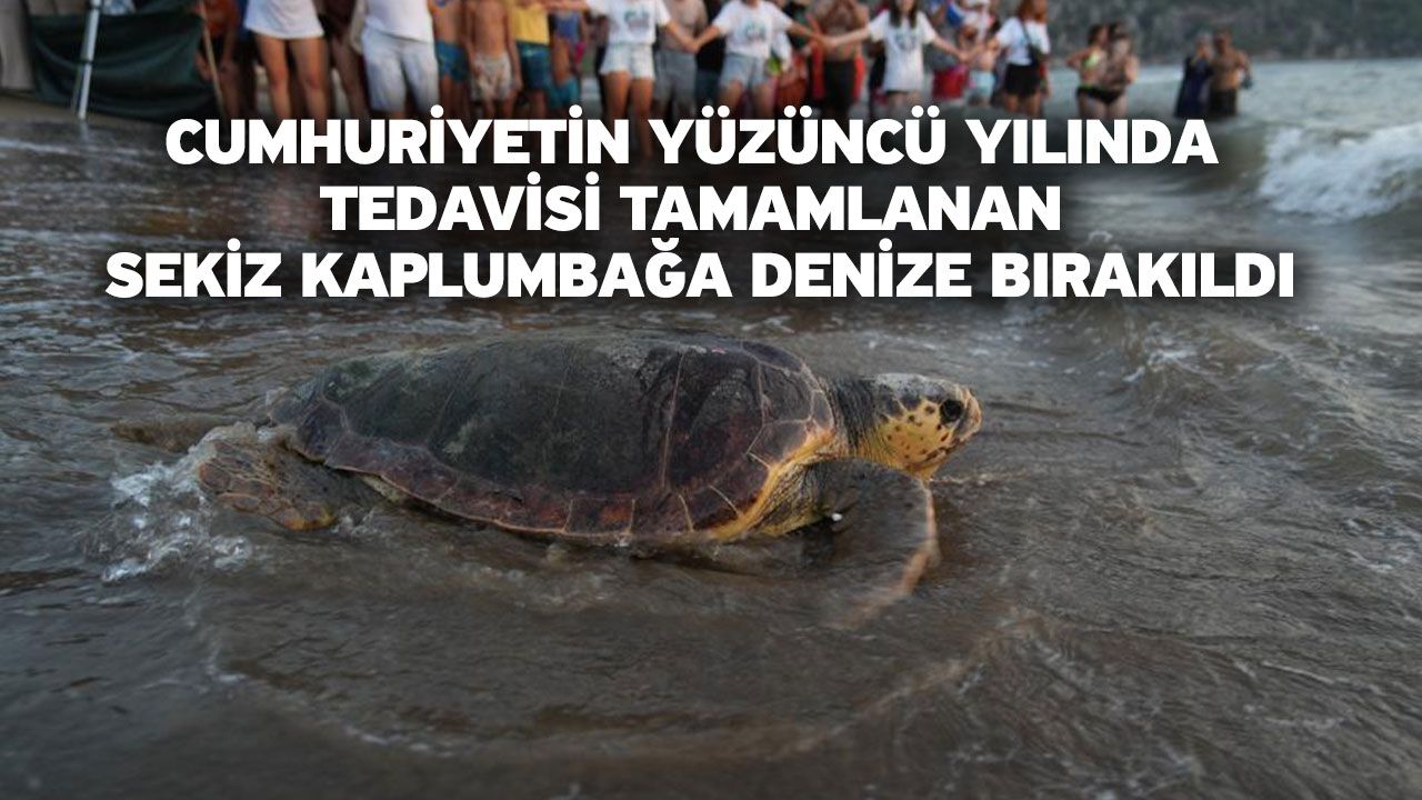 Cumhuriyetin Yüzüncü Yılında Tedavisi Tamamlanan Sekiz Kaplumbağa Denize Bırakıldı
