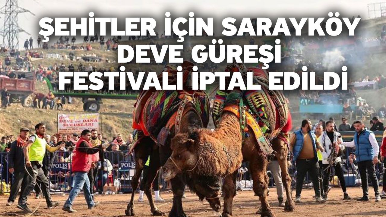 Şehitler için Sarayköy Deve Güreşi Festivali iptal edildi