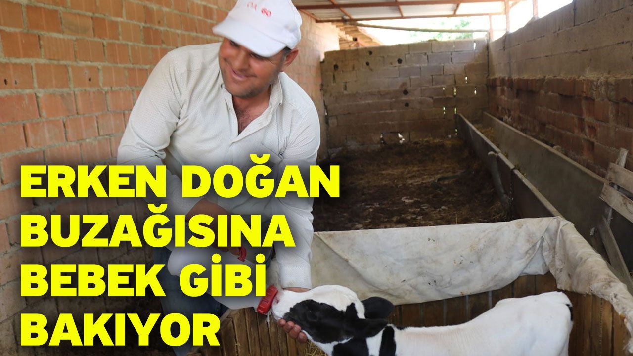 Erken doğan buzağısına bebek gibi bakıyor