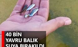 40 Bin Yavru Balık Suya Bırakıldı