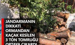 Jandarmanın Dikkati Ormandan Kaçak Kesilen 3 Ton Tomruğu Ortaya Çıkardı