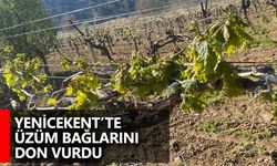 Yenicekent’te üzüm bağlarını don vurdu