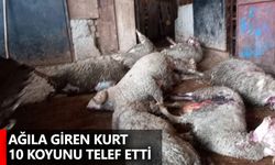 Ağıla giren kurt 10 koyunu telef etti