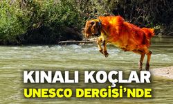 Kınalı Koçlar Unesco Dergisi’nde