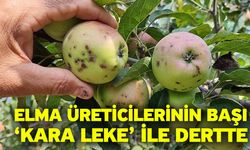 Elma Üreticilerinin Başı ‘Kara Leke’ İle Dertte