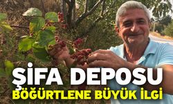 Şifa deposu böğürtlene büyük ilgi