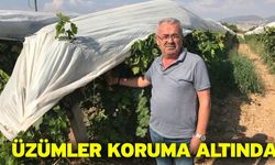 Üzümler koruma altında