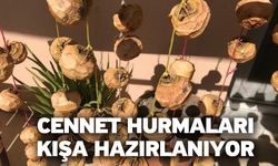 Cennet Hurmaları Kışa Hazırlanıyor