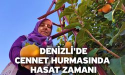 Denizli'de cennet hurmasında hasat zamanı