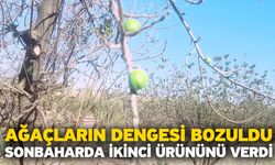 Ağaçların dengesi bozuldu! Sonbaharda ikinci ürününü verdi