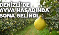 Denizli’de Ayva Hasadında Sona Gelindi