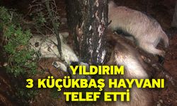 Yıldırım 3 küçükbaş hayvanı telef etti