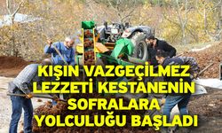 Kışın vazgeçilmez lezzeti kestanenin sofralara yolculuğu başladı