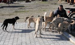 Sokak canları Buldan Belediyesine emanet