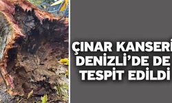 Çınar Kanseri Denizli’de de tespit edildi