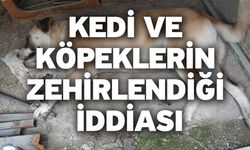 Kedi ve köpeklerin zehirlendiği iddiası