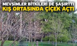 Mevsimler Bitkileri de Şaşırttı, Kış Ortasında Çiçek Açtı