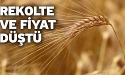 Rekolte Ve Fiyat Düştü