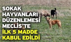 Sokak hayvanları düzenlemesi Meclis’te! İlk 5 madde kabul edildi