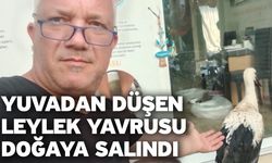 Yuvadan düşen leylek yavrusu doğaya salındı