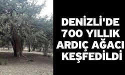 Denizli'de 700 yıllık ardıç ağacı için tescil başvurusu yapıldı