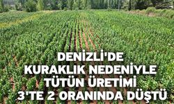 Denizli'de kuraklık nedeniyle tütün üretimi 3'te 2 oranında düştü