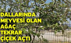 Dallarında meyvesi olan ağaç tekrar çiçek açtı