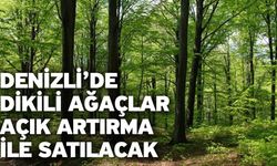 Denizli’de Dikili Ağaçlar Açık Artırma İle Satılacak