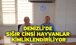 Denizli'de sığır cinsi hayvanlar kimliklendiriliyor