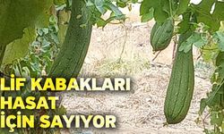 Lif kabakları hasat için sayıyor