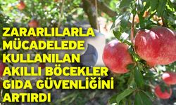 Zararlılarla mücadelede kullanılan akıllı böcekler gıda güvenliğini artırdı