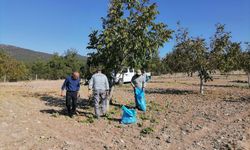 Bozkurt'ta belediyenin ceviz bahçesinde ilk hasat yapıldı