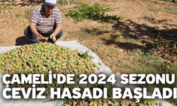 Çameli'de 2024 sezonu ceviz hasadı başladı