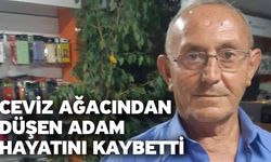 Ceviz ağacından düşen adam hayatını kaybetti