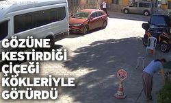 Gözüne kestirdiği çiçeği kökleriyle götürdü