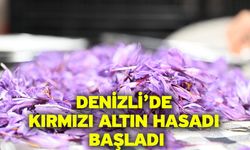 Denizli’de Kırmızı Altın Hasadı Başladı