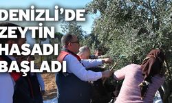 Denizli’de Zeytin Hasadı Başladı