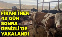 Firari İnek 42 Gün Sonra Denizli’de Yakalandı