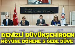 Denizli Büyükşehirden köyüne dönene 5 gebe düve