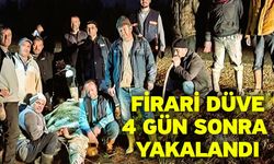 Firari düve 4 gün sonra yakalandı