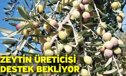 Zeytin üreticisi destek bekliyor