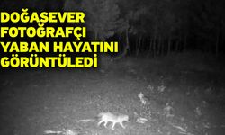 Doğasever fotoğrafçı yaban hayatını görüntüledi