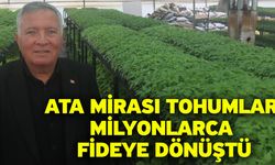 Ata mirası tohumlar milyonlarca fideye dönüştü